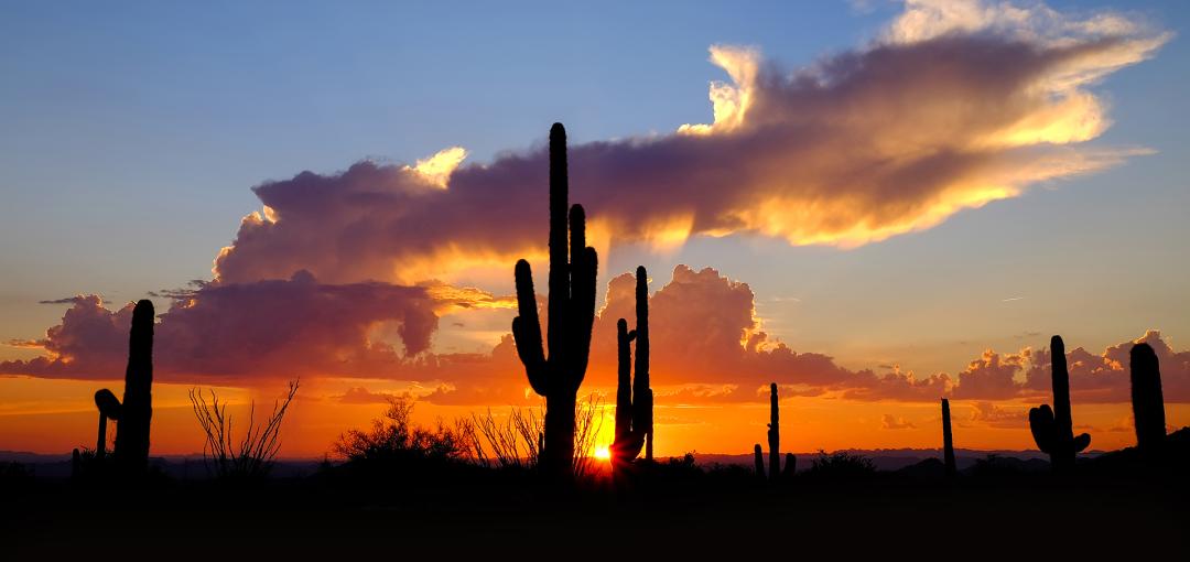 Cacti at sunset.
