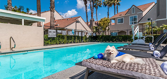 Pet-Friendly Hotel in Fountain Valley 