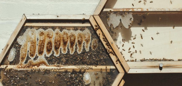 Bee Sanctuary