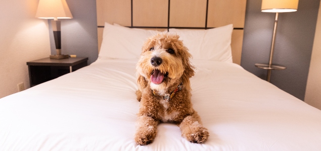 Pet-Friendly Hotel Suites in Irvine 